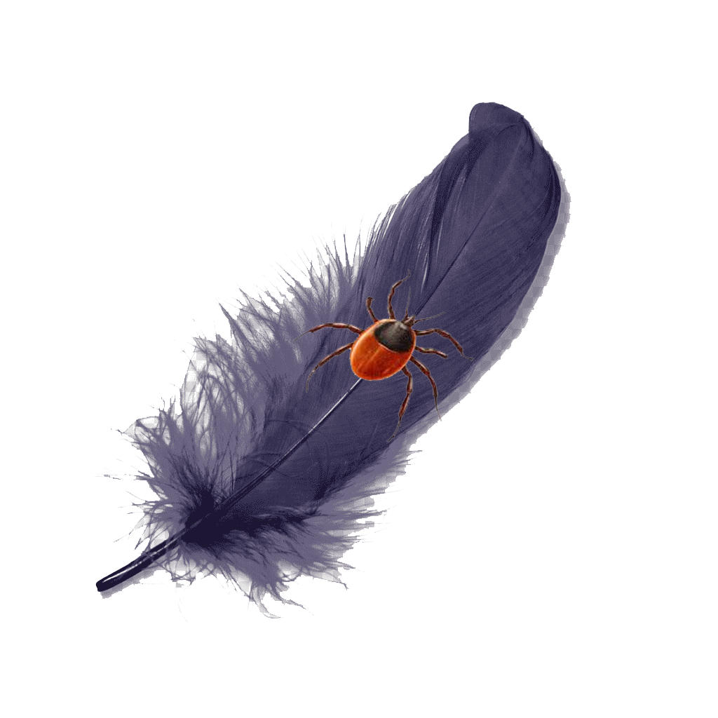 Mites & Feathers