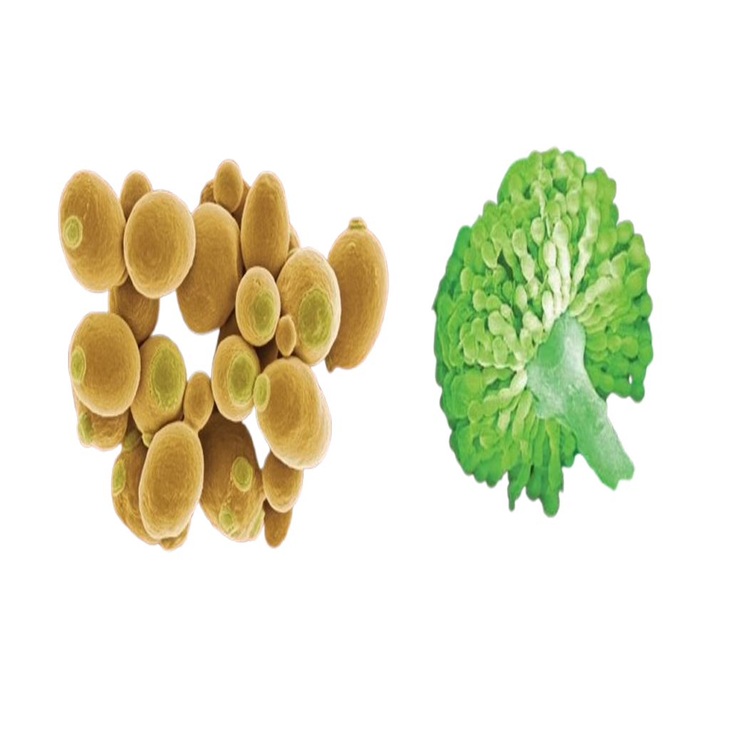 Molds & Yeasts