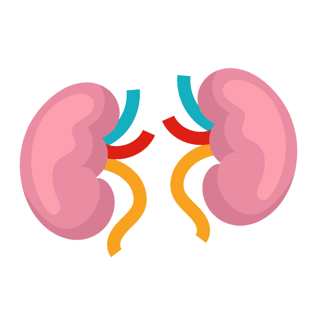 Kidney